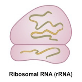 رسم توضيحي للريبوسوم