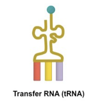 رسم توضيحي لبنية tRNA