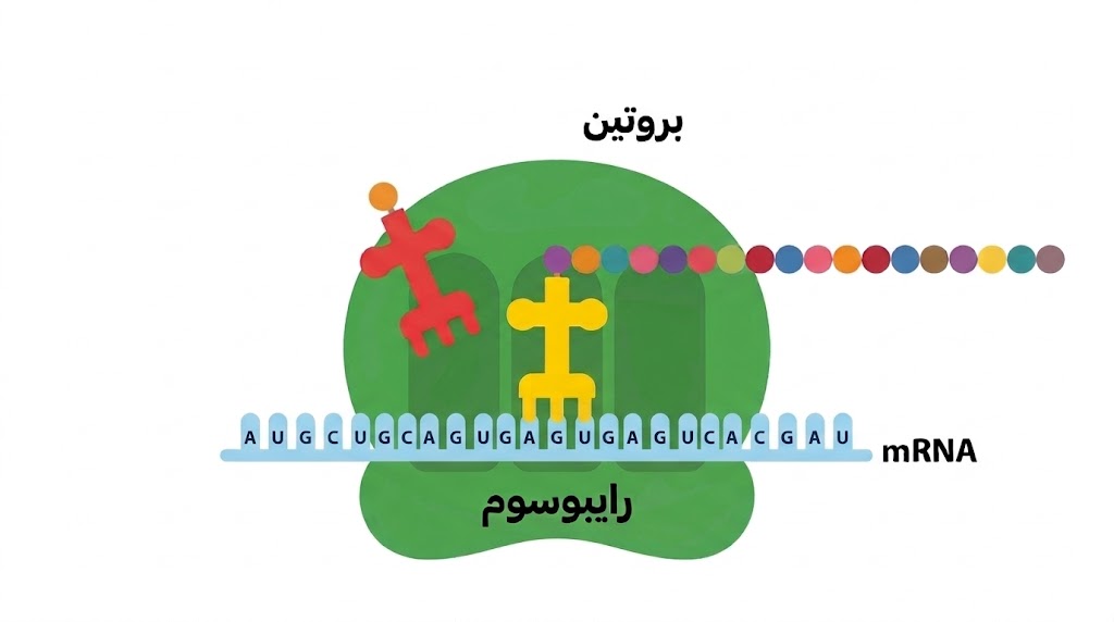 عملية تصنيع البروتين بمشاركة RNA والرايبوسومات