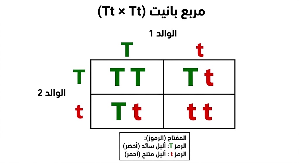 مثال على مربع بانيت لتوقع نتائج تزاوج الصفات